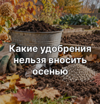 Какие-удобрения-нельзя-вносить-осенью