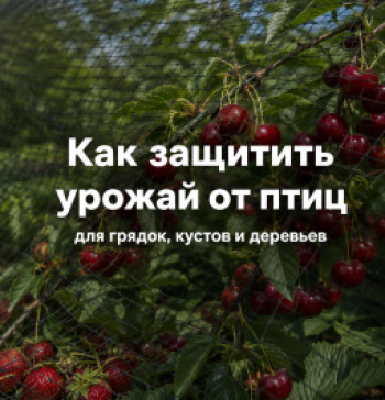 Как защитить урожай от птиц: способы для грядок, кустов и деревьев