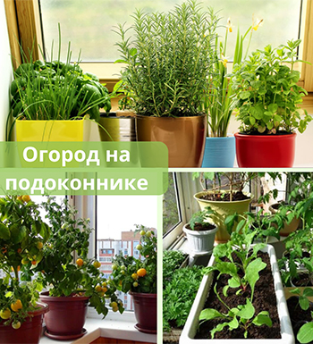 Огород на подоконнике