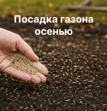 Посадка газона осенью: сроки посева, выбор трав и уход