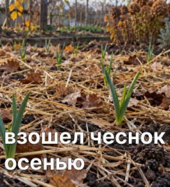 Что делать, если чеснок взошел осенью?