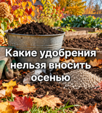 Какие удобрения нельзя вносить осенью