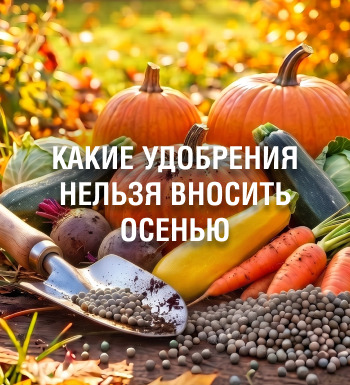 Какие удобрения нельзя вносить осенью