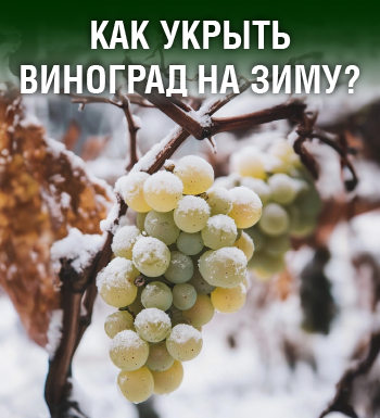 Как правильно укрыть виноград на зиму: надёжные и проверенные способы