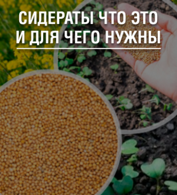 Что такое сидераты и для чего они нужны?