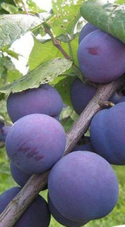 Саженец сливы Кромань, ОКС (НС)