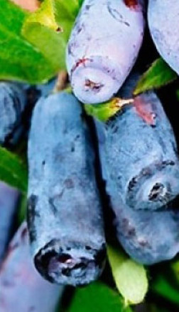 Саженец жимолости Чулымская, 2 года, ОКС (П)