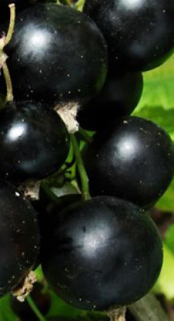 Саженец смородины черной Катюша, ОКС (ИП Кухарчук А. И.)