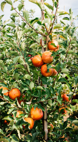 Саженец яблони Чемпион, ОКС (Новатор Сад КХ)