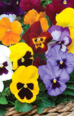 Рассада виолы (Фиалка виттрока) в конт. Р9 (ЗГ)