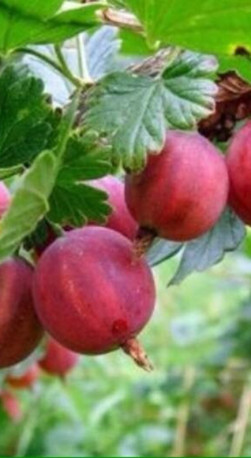 Саженец крыжовника Олави, 2 года, ОКС (П)