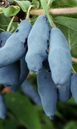 Саженец жимолости Бакчарский великан, ОКС, 2 года (Сад Помолейко А.В. КФХ)