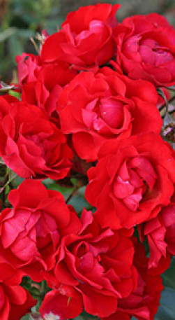 Розы саженцы на штамбе Scarlet