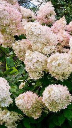 Саженец гортензии метельчатой Диамантино в конт. С2 (НС)