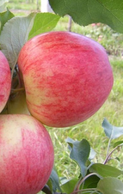 Саженец яблони Слава Победителям, ОКС (НС)