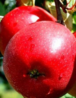 Саженец яблони Ред Фри, ОКС (НС)