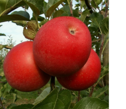 Саженец яблони Богемия, ОКС (Новатор Сад КХ)