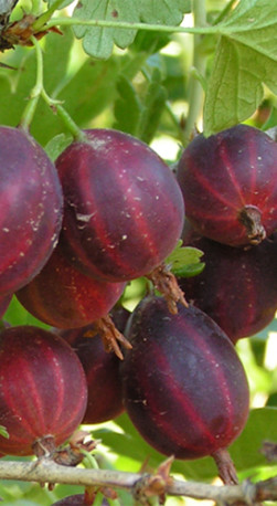 Саженец крыжовника Краснославянский (П)