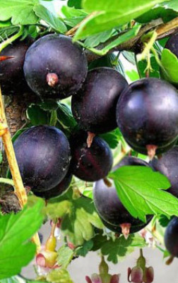 Саженец крыжовника Африканец, 2 года, ОКС, 2 года (П)