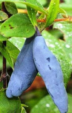 Саженец жимолости Сибирячка, 2 года, ОКС (П)