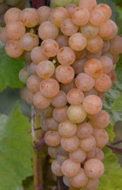 Саженец винограда Платовский в контейнере (2 года) (П)