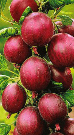 Саженец крыжовника Северный капитан в конт. С3 (НС)