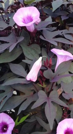 Рассада ипомеи (Батат) в конт. P9 (ЗГ)