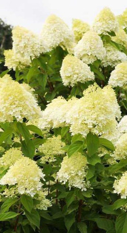 Саженец гортензии метельчатой Лаймлайт (Limelight), 1 год, в цветной коробке, ОКС (ЗГ)