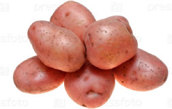 Картофель семенной Вектар ГЗИ