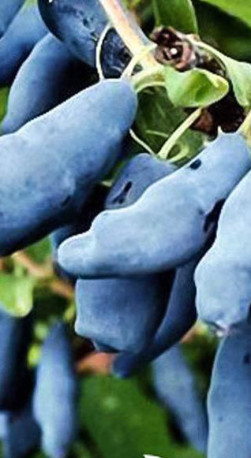 Саженец жимолости Московская, 2 года, ОКС (П)