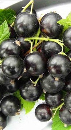 Саженец смородины черной ТиХоуп, ОКС (НС)