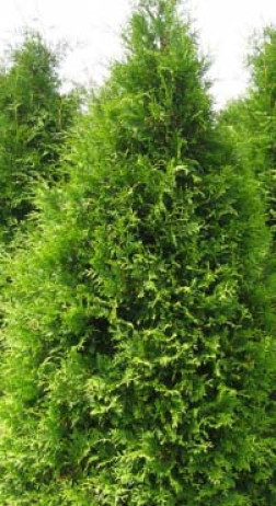 Саженец туи западной Brabant 40-60см С2,5 (ЗГ)