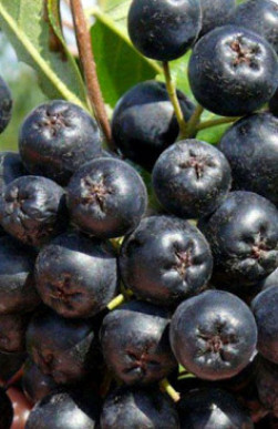 Саженец рябины черноплодной Викинг в конт. С2 (СП)