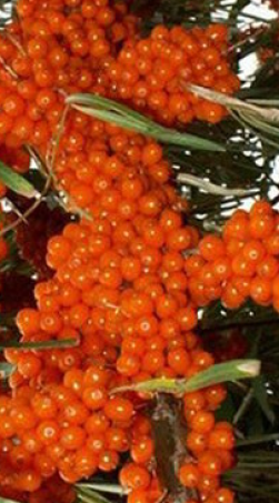 Саженец облепихи Трофимовская в конт. С3 (НС)