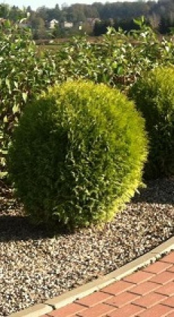 Саженец туи западной Золотой Глобус С2 (НС)