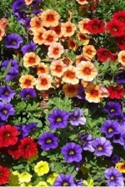 Растение Калибрахоа Р11 8-10см (ЗГ)