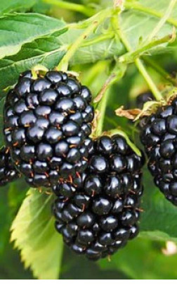 Саженец ежевики бесшипной Прайм арк Фридом, ОКС (К)