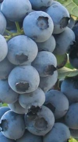 Саженец голубики Дюк в конт. С2, 2 года (Голубые океаны КФХ)