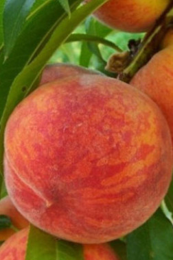 Саженец персика Лойко, ОКС (Новатор Сад КХ)