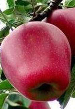 Саженец яблони Ред Делишес, ОКС (НС)