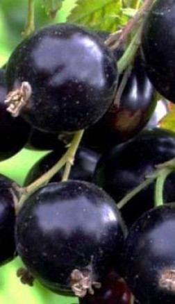 Саженец смородины черной Лентяй, ОКС (Новатор Сад КХ)