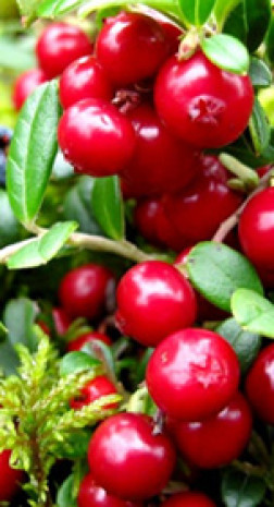 Саженец брусники садовой Коралл в конт. Р9, 2 года (КП)