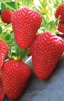 Рассада земляника садовая Вима Рина в конт. Р9 (Клубника) (Новатор Сад КХ)