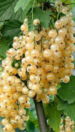 Саженец смородины белой Большая белая в конт. С2 (СП)