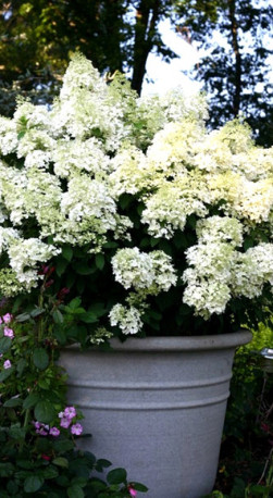 Саженец гортензии метельчатой Бомбшел в конт. С5 (Новатор Сад КХ)