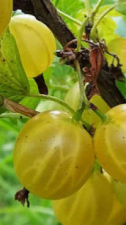 Саженец крыжовника Коралл в конт. С2 (НС)