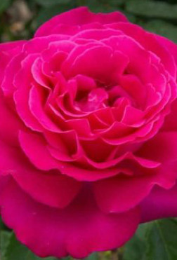 Розы саженцы чайно-гибр Velasques