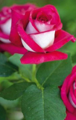 Розы саженцы чайно-гибр Monica Bellucci