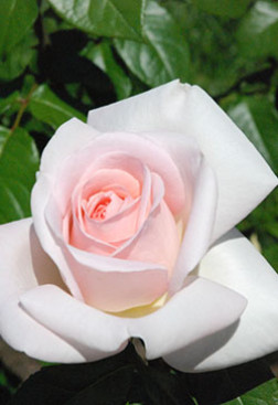 Розы саженцы чайно-гибр Prince Jardinier