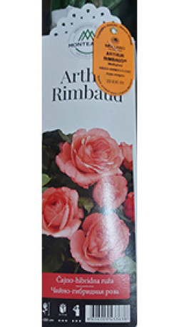 Розы саженцы чайно-гибр Arthur Rimbaud